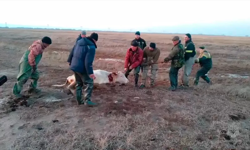 Алтайские спасатели вытащили завязших в земле коров
