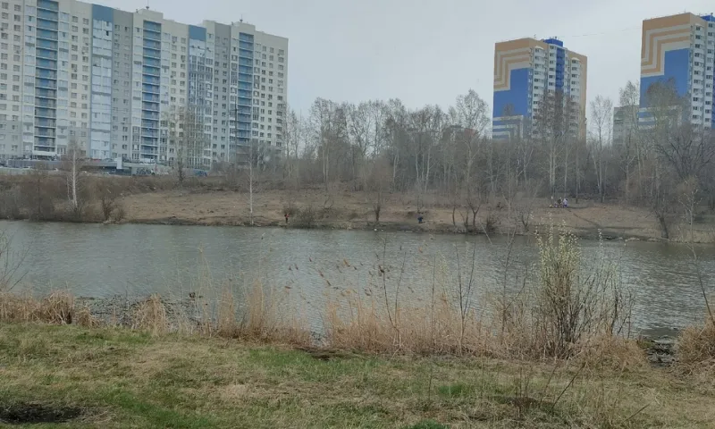 Неизвестные поедают уток на озере в Барнауле