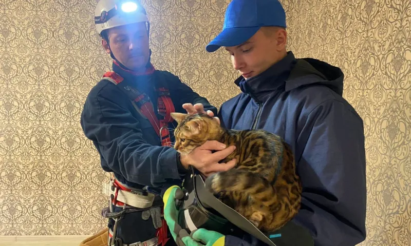 В Барнауле спасатели вызволили бенгальского котика из запертой ванной