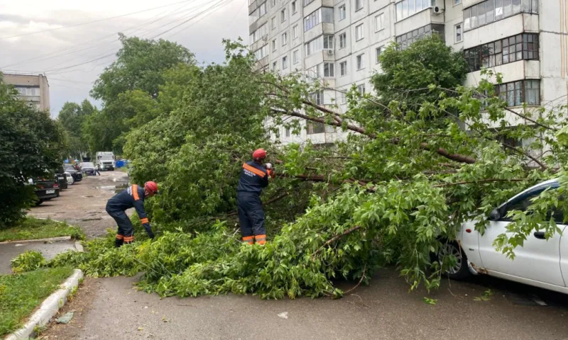 Отключение света и поваленные деревья: последствия непогоды устраняют в Барнауле