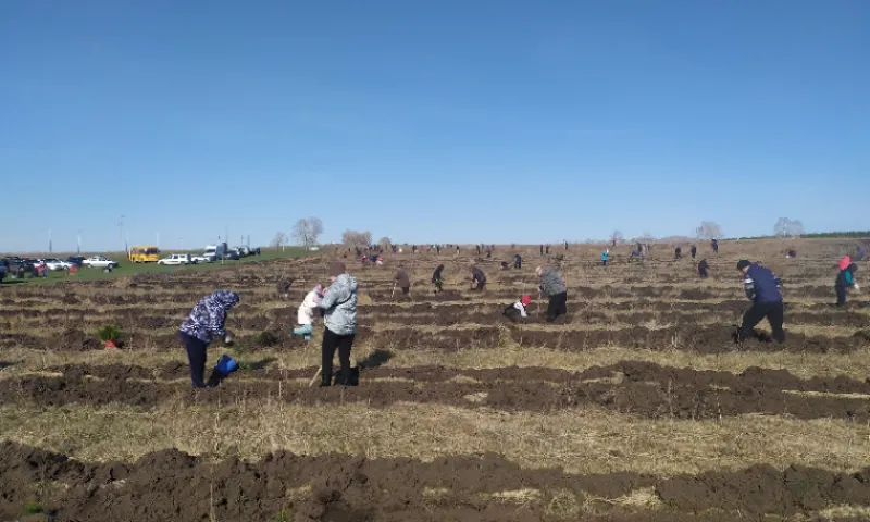 Около 10 000 сосен посадили жители Шелаболихинского района в память об участниках Великой Отечественной войны