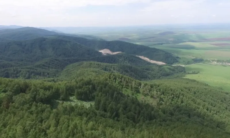 Фильм «Лесное хозяйство Алтайского края»