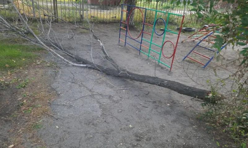 Дерево рухнуло на 4-летнего ребенка в детском саду в Бийске
