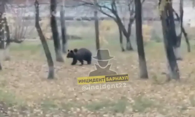 По территории алтайского завода бегает медведица с медвежатами