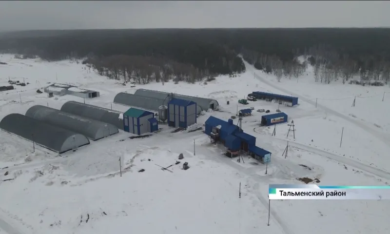 Семеноводческое предприятие в Тальменском районе снабжает семенами аграриев по всей России