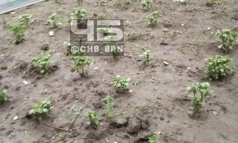 Около многоквартирного дома посадили картошку в Барнауле