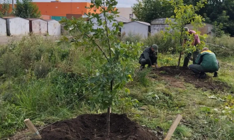 Более 450 деревьев высадят на улицах Барнаула