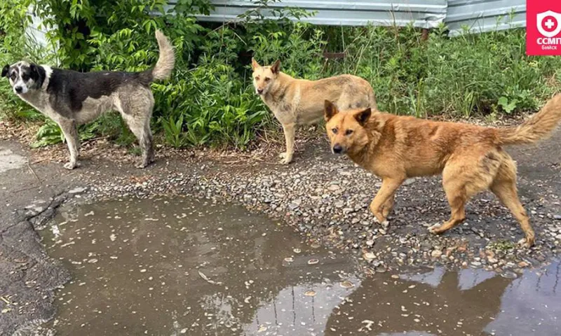Бродячая собака покусала ребенка на детской площадке в Бийске