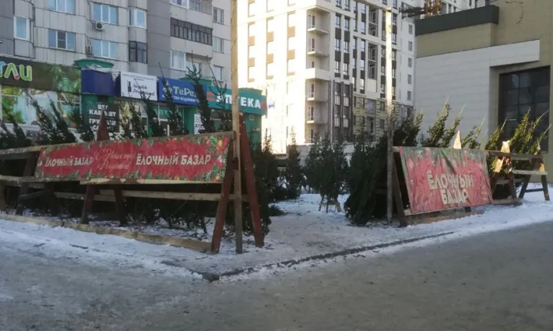 15 тысяч деревьев привезли в Барнаул для продажи на ёлочных базарах