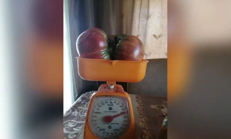 Килограммовый помидор вырастили в Алтайском крае