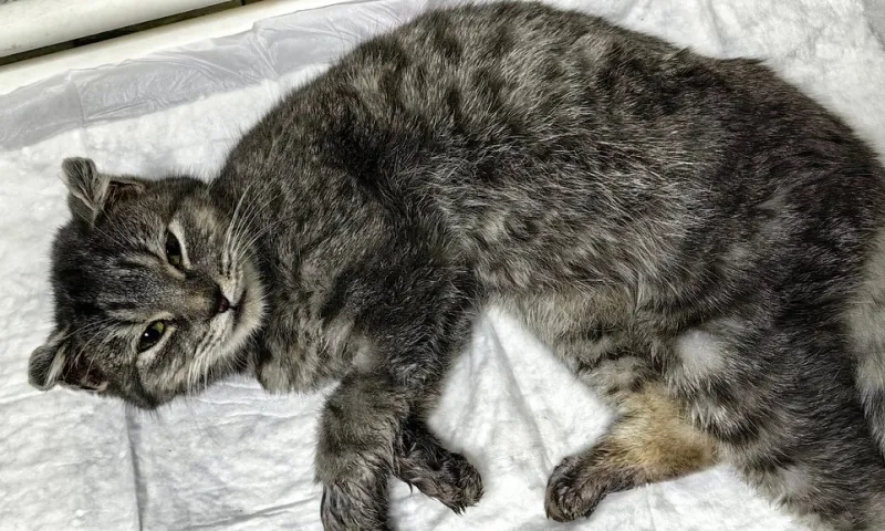 Замерзшего под машиной кота спасли в Новосибирске