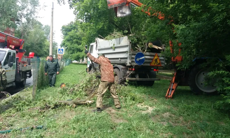 Три дерева упали на автомобили в Барнауле из-за сильного ветра