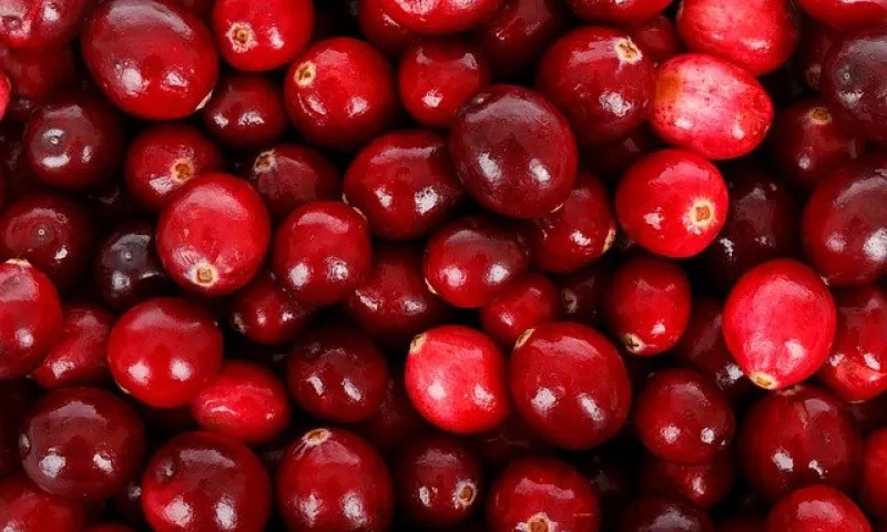 Учёные назвали лучший продукт для мозга