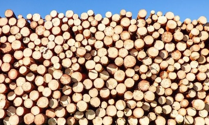 Из Алтайского края стали чаще вывозить древесину