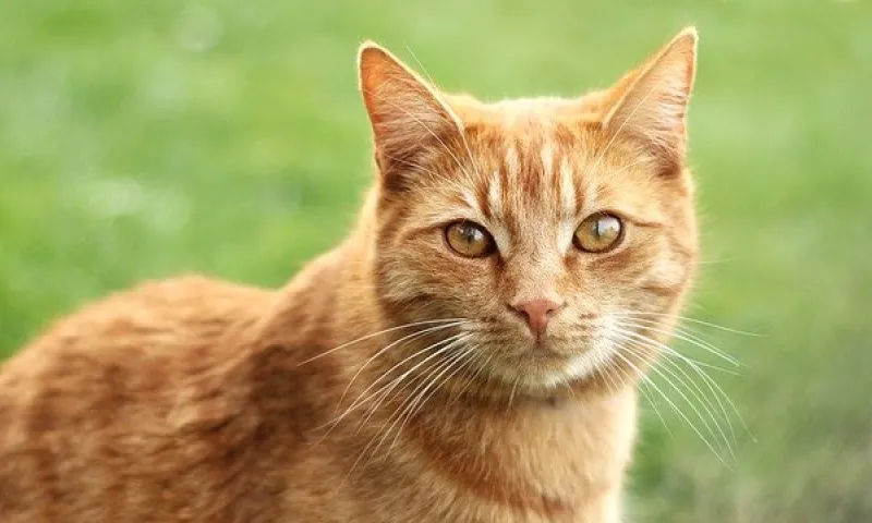 37 поразительных фактов о котах