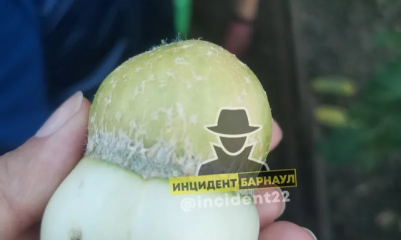 Необычный гибрид помидора с огурцом вырастили в Барнауле