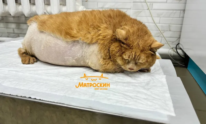 17-килограммовый кот Крошик попытался сбежать из приюта, но застрял в обувнице