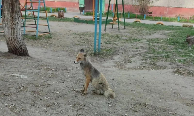 Лисицу, сидящую на детской площадке, заметили барнаульцы