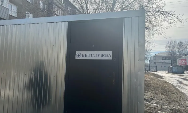 Более 62 тысяч собак чипировали жители Алтайского края