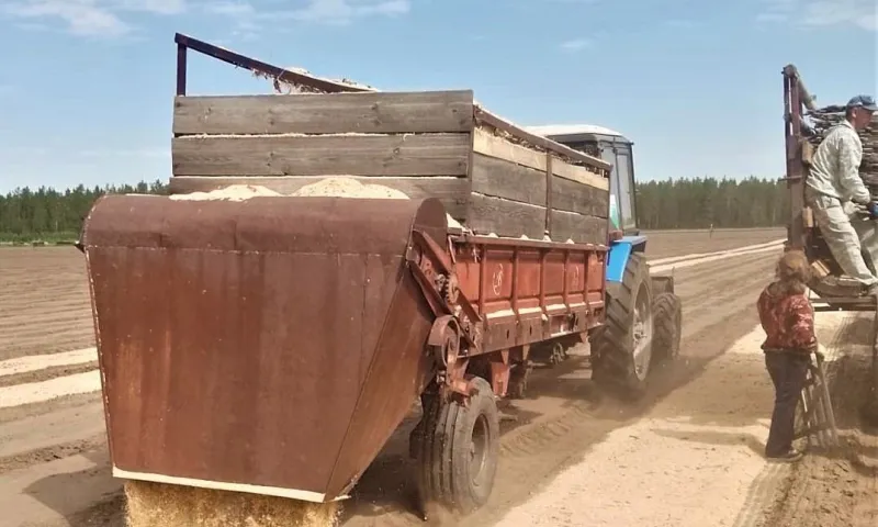 План по посеву в лесных питомниках Алтайского края выполнили на 100 %