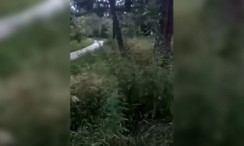 Мизюлинская роща в Барнауле поросла коноплёй