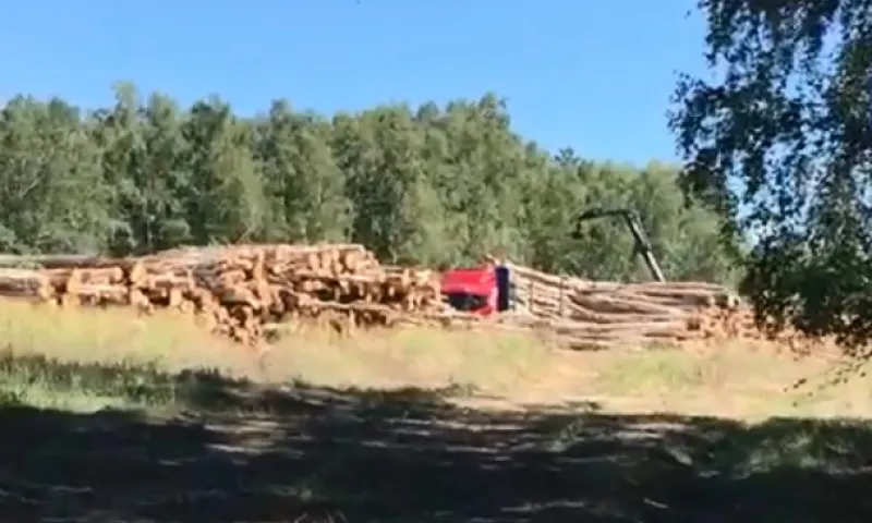 «Одни пеньки остались»: жители села Тюменцево обеспокоены вырубкой деревьев в Первомайской роще