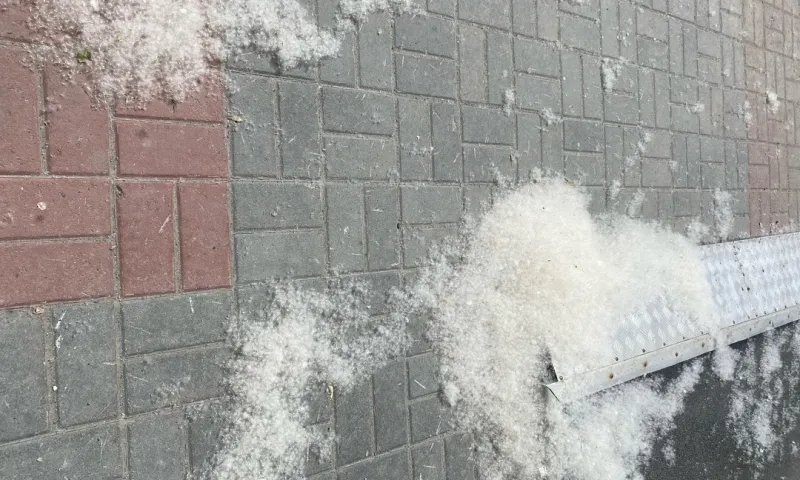 Биолог рассказала, зачем в городах сажали тополя и опасен ли тополиный пух для аллергиков