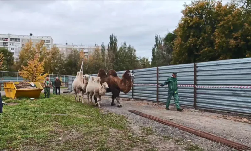 Верблюды из барнаульского зоопарка переехали в новый вольер