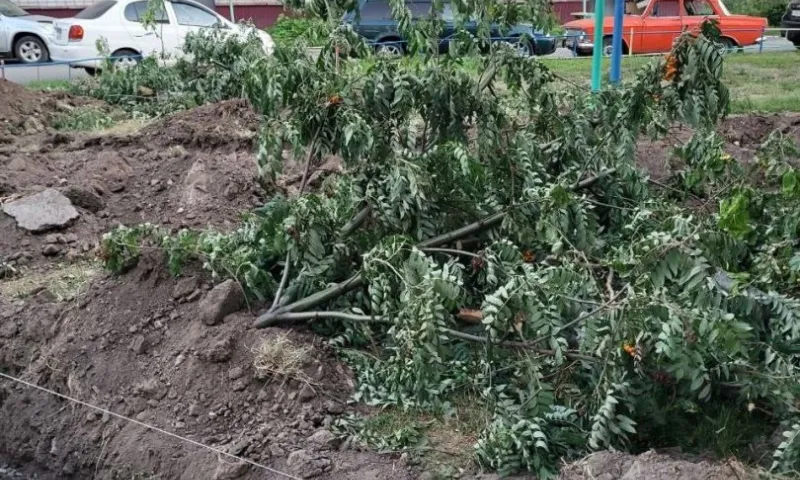 Женщина негодует из-за вырубки деревьев во дворах Барнаула