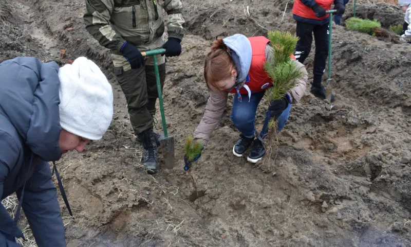 Международная акция по озеленению продолжается в Алтайском крае
