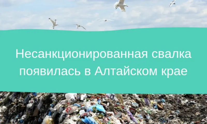 Несанкционированная свалка появилась в Алтайском крае
