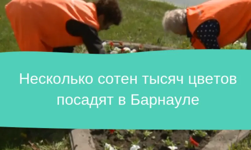Несколько сотен тысяч цветов посадят в Барнауле