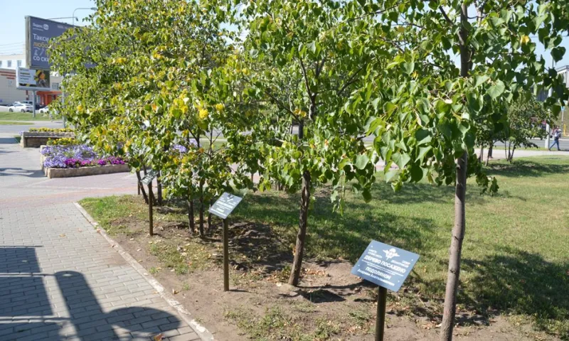 Памятные таблички установили в сквере Десантников в Барнауле