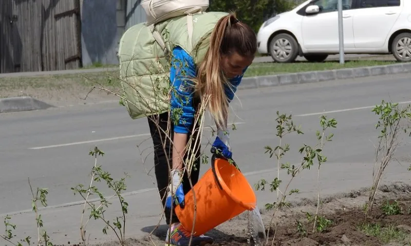 Рябиновую аллею заложили в одном из сёл Алтайского края