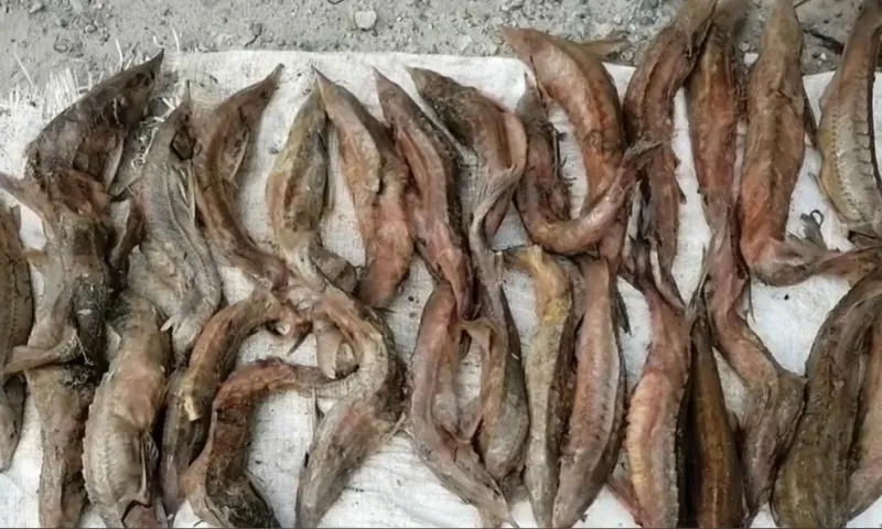 30 краснокнижных рыб незаконно выловили два жителя Алтайского края