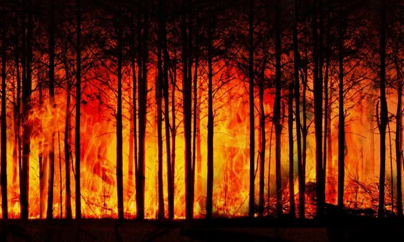 Больше чем на две тысячи гектаров увеличилась площадь пожаров за сутки в России