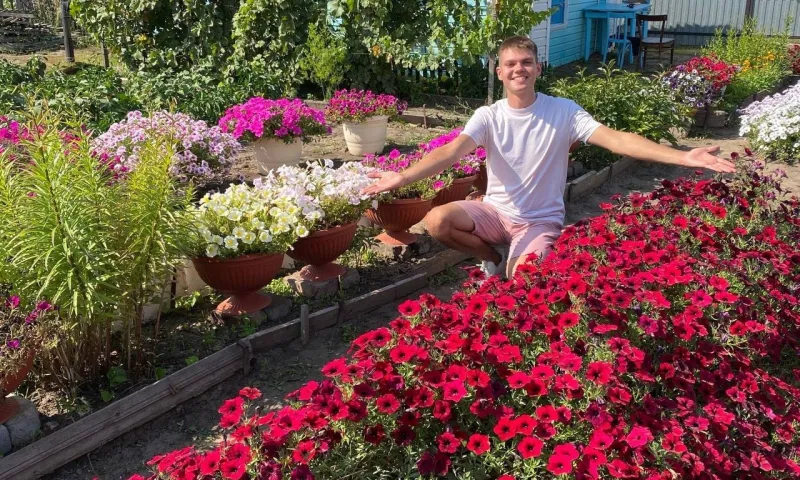 Цветочный бум: 20 сортов петунии вырастил молодой рубцовчанин на собственном участке