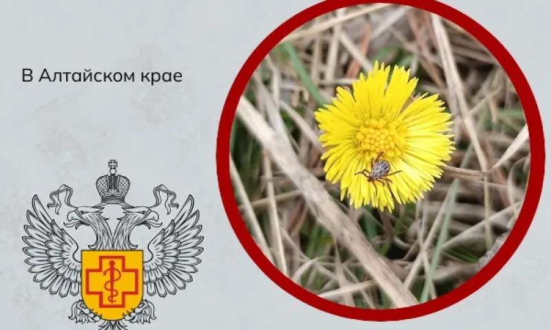 7 человек пострадали от присасывания клещей за прошедшую неделю в Алтайском крае