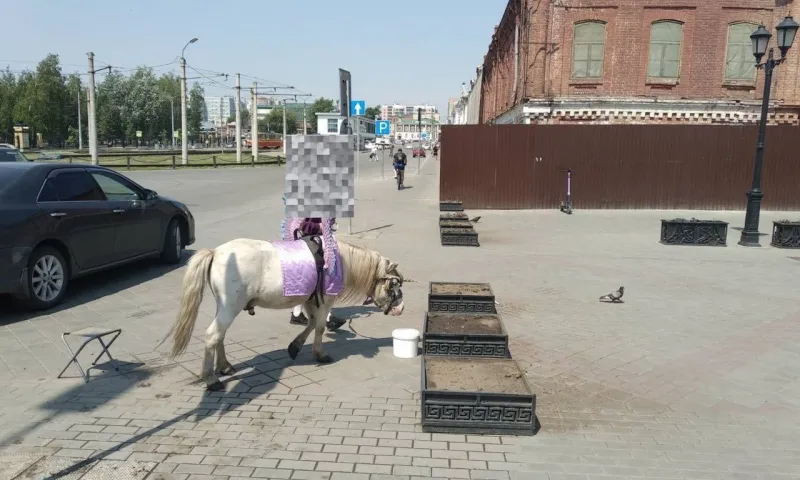Барнаульского пони заставляют работать в аномальную жару