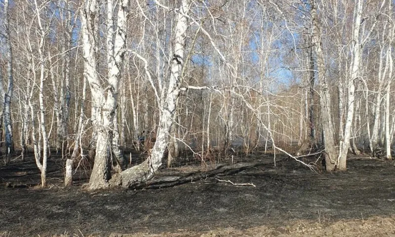 Первого виновника лесного пожара задержали в Алтайском крае