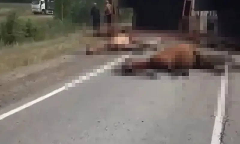 Грузовик с лошадьми перевернулся на трассе Новосибирской области