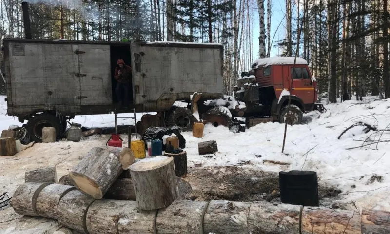 Директора лесопредприятия, обвиняемого в незаконной рубке леса, задержали в Алтайском крае