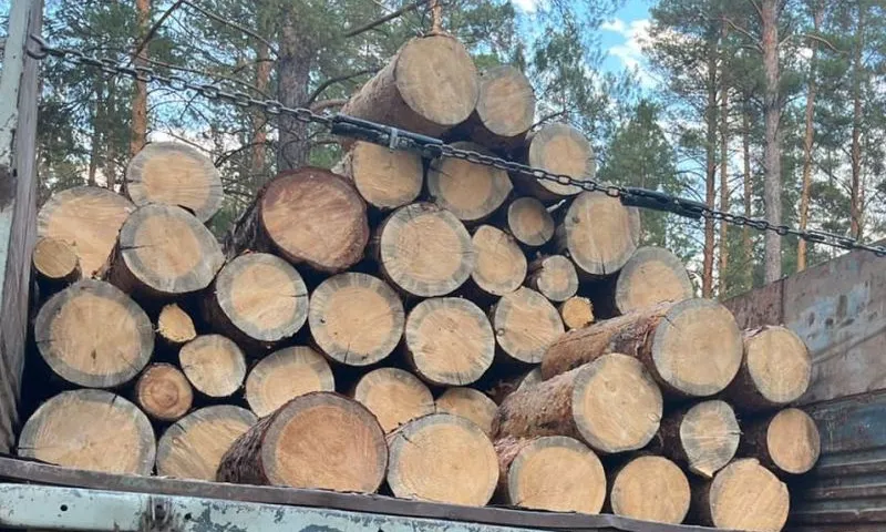 Рубцовчанина будут судить за незаконную вырубку сосен