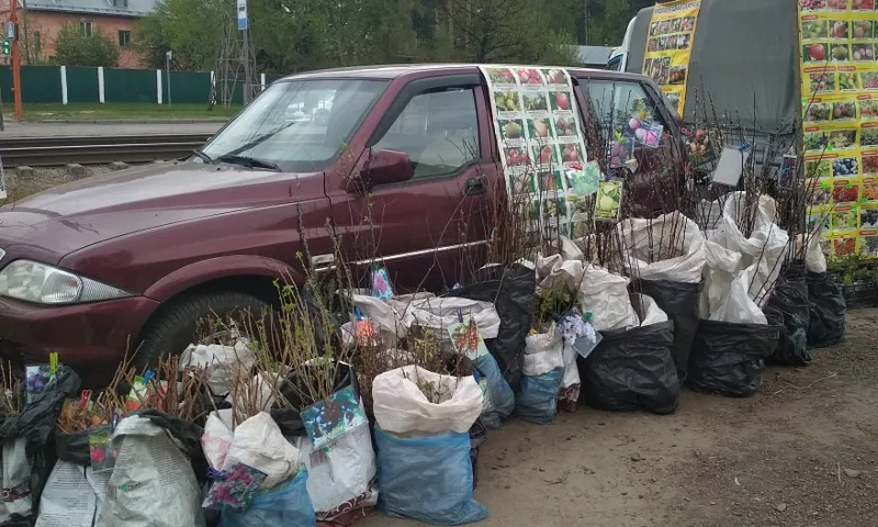 Саженцы незаконно продавали в Барнауле