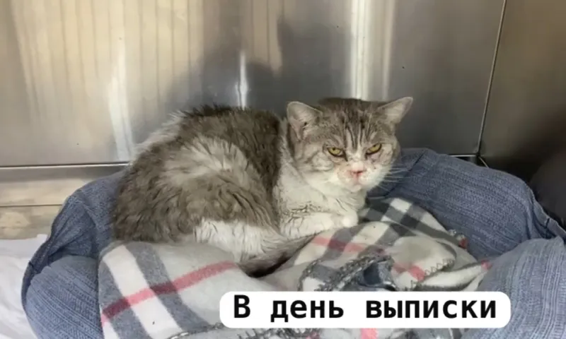 Кошек, пострадавших от пожара в приюте для животных в Барнауле, выписывают из ветеринарной клиники