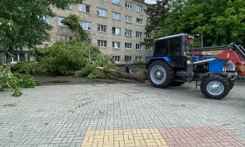 Огромный тополь упал возле общежития аграрного университета в Барнауле