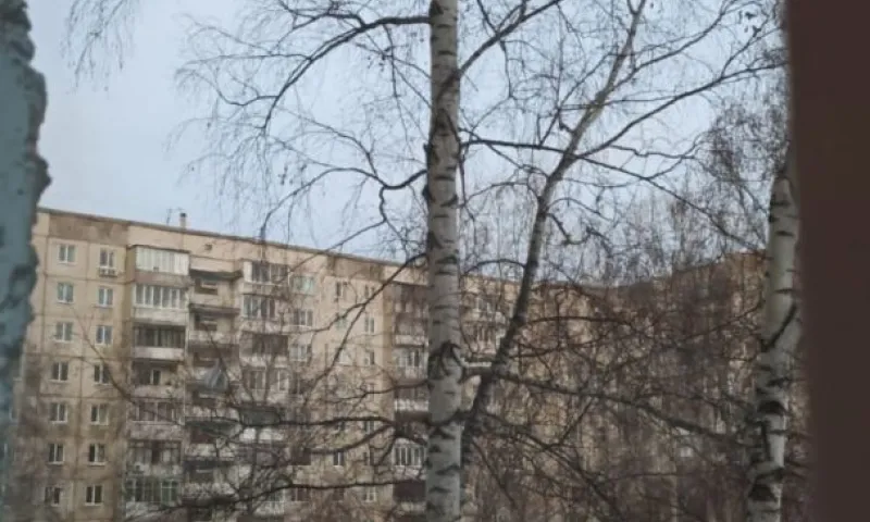 Котик второй день не слезает с верхушки дерева в Барнауле