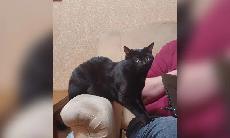 Кошка, которая больше не гуляет сама по себе. Сибиряк с помощью суда запретил хвостатой соседке передвигаться по квартире
