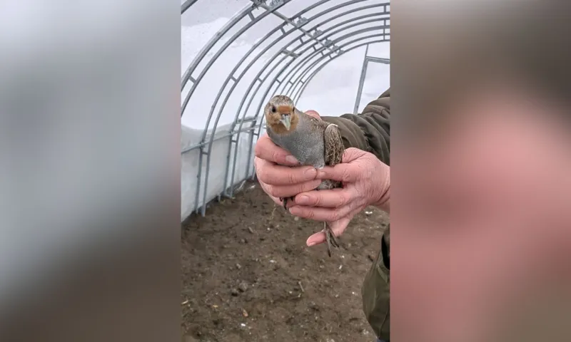 В барнаульском зоопарке поселились 10 куропаток