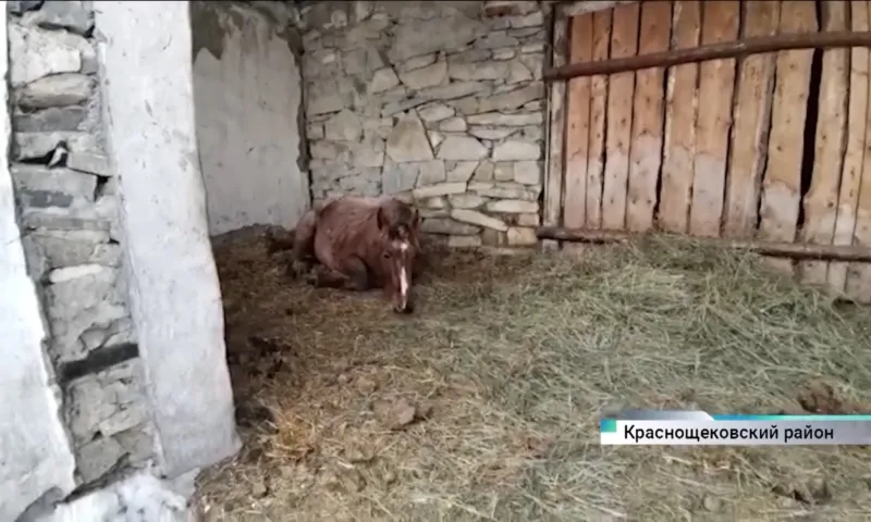 Какая судьба ждёт лошадь, которая неделю простояла с открытым перелом ноги в поле в Краснощековском районе